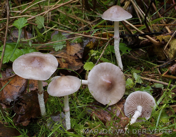 Witsteelstropharia - Stropharia inucta